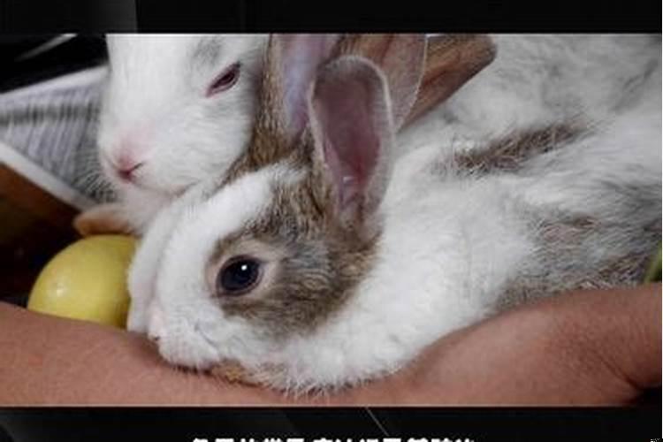 兔子常见的疾病有哪些病