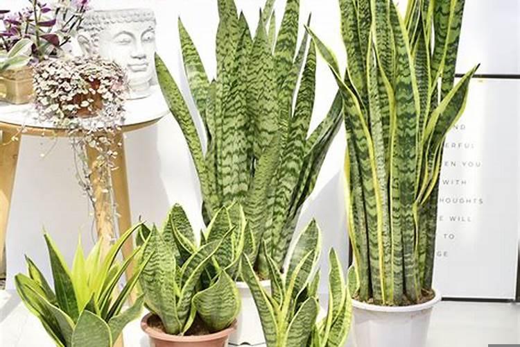 虎皮兰对风水不好吧