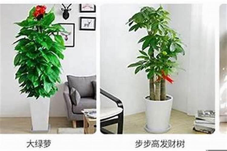 属狗的人摆放什么吉祥物