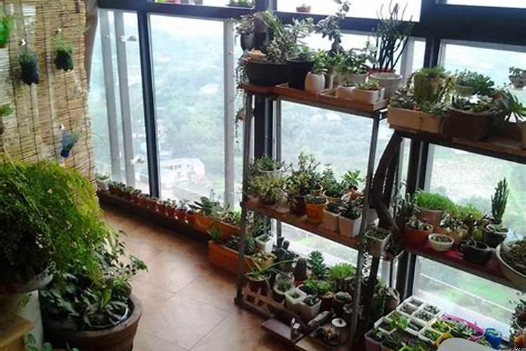 阳台上种什么植物好
