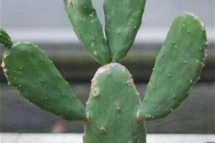 仙人掌适合放卧室吗?