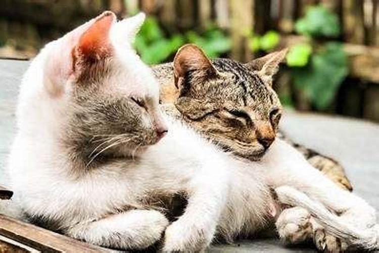 梦见老公抱着别的女人亲热