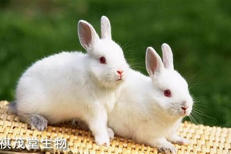 兔子常见的疾病有哪些病