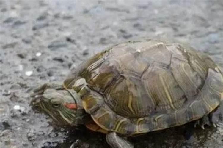 路上捡到一个乌龟有什么说法
