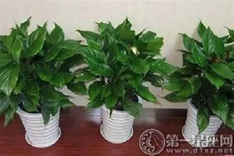 属龙人家中摆什么好