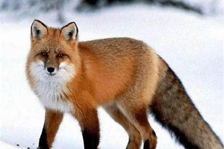 遇见狐狸有什么说法