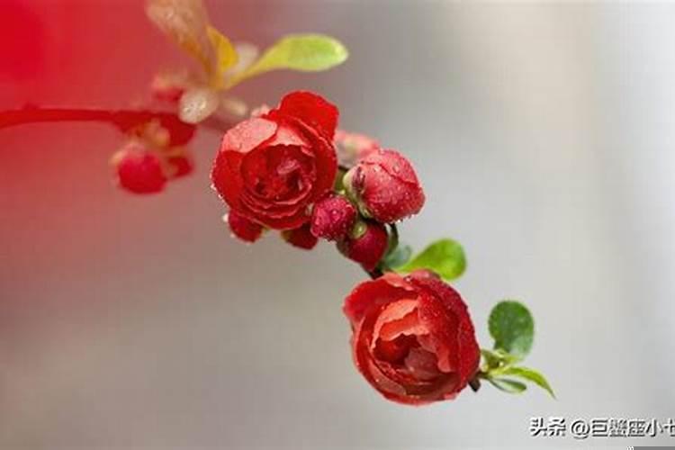 和双鱼女谈恋爱是一种什么体验