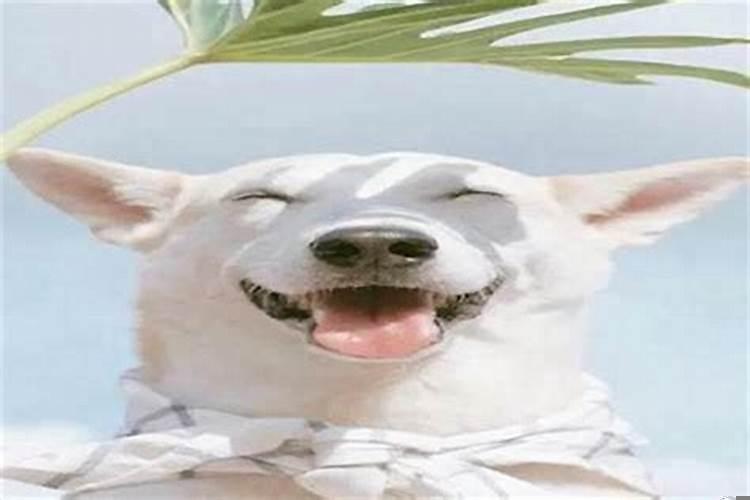 注定有桃花劫的生肖女