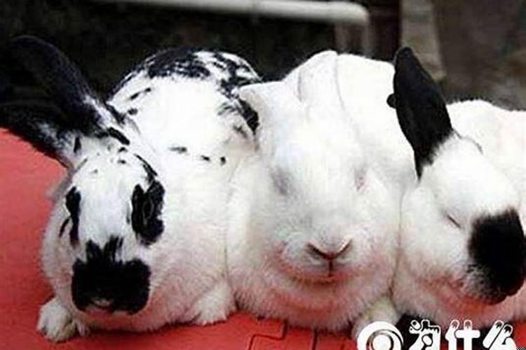 办公室风水八卦布置