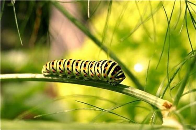 梦到人死了诈尸追我