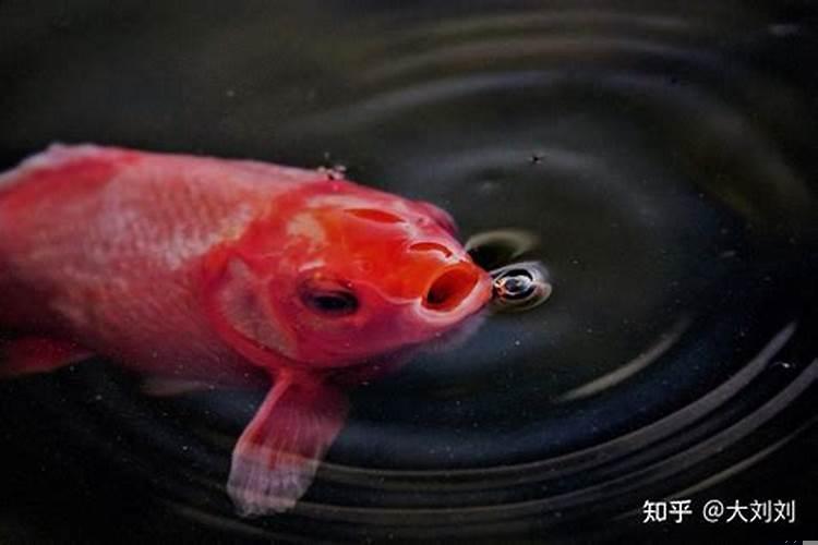 鱼多久喂一次最佳时间