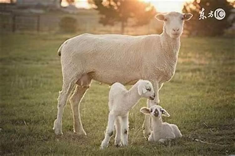 羊几点出生最好命运