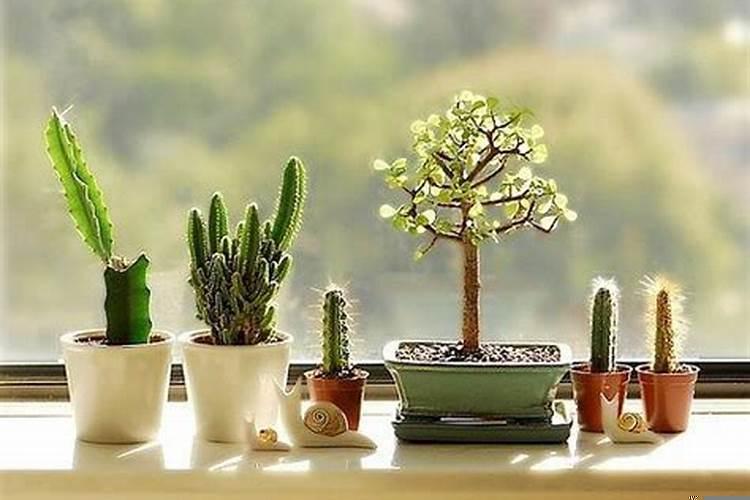 仙人掌适合放卧室吗?