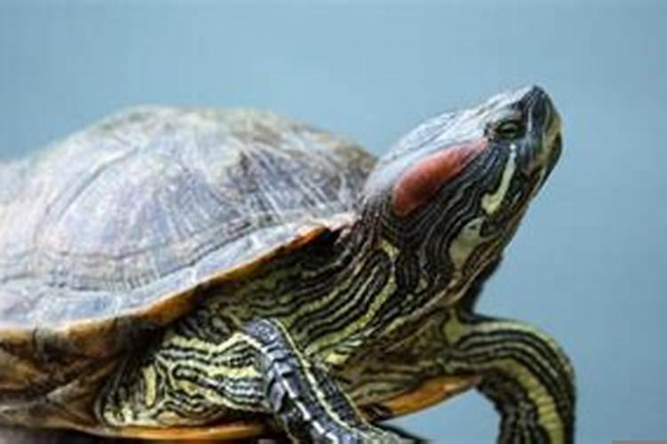 梦见乌龟躺着