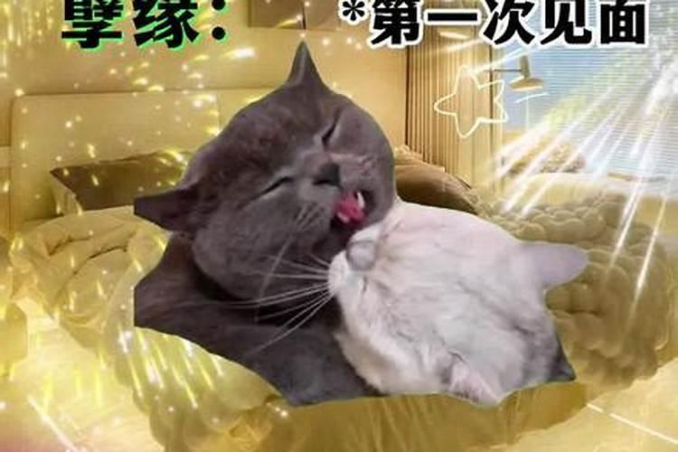 双鱼座正缘与孽缘