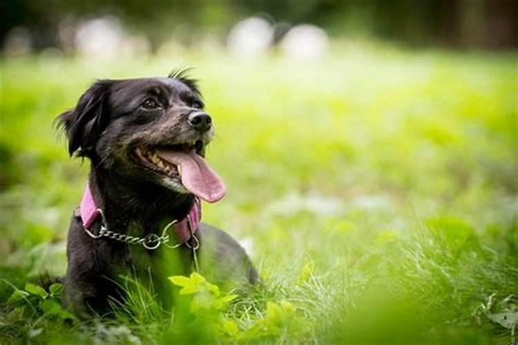 梦见狗受伤流血坚强的活着