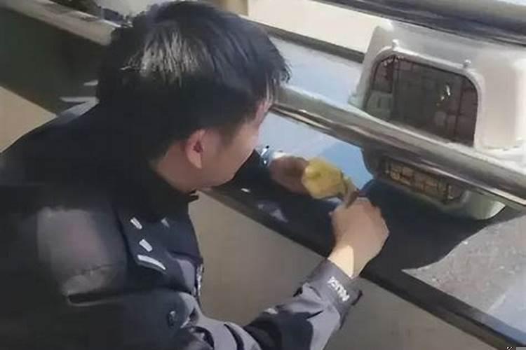 遇见狐狸有什么说法