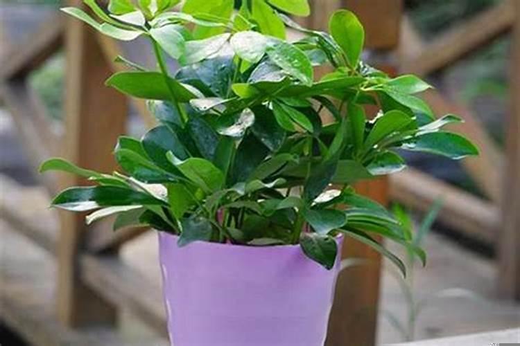 风水花草旺财运