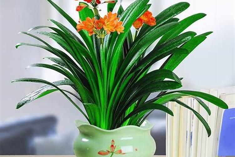 餐厅适合放什么绿植