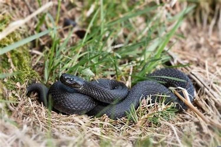 梦见蛇害死了家人