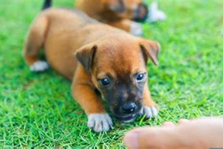 梦见狗怀孕了怎么回事