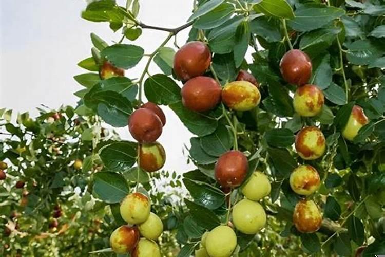 房前有枣树好不好