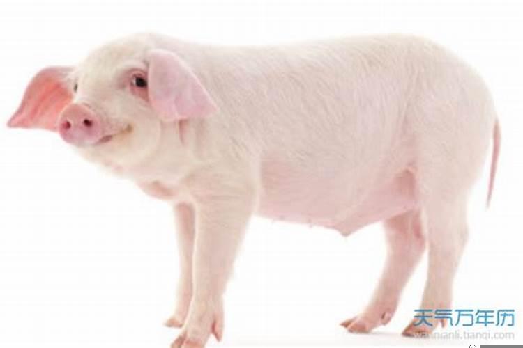 属猪的上上等婚配