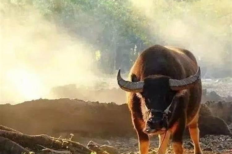 梦见自己抱着一个老太婆