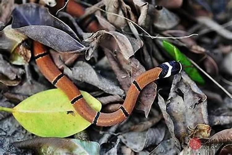 跟土一样的蛇是什么蛇