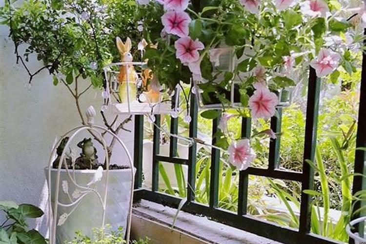 阳台上种什么植物好