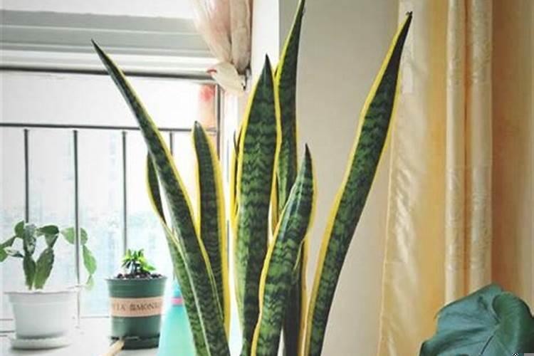 虎皮兰对风水不好吧