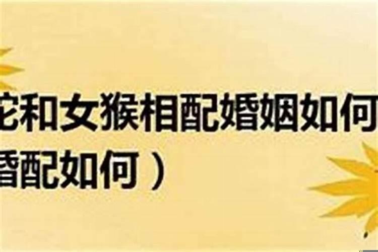 谈恋爱会拖着不结婚的生肖