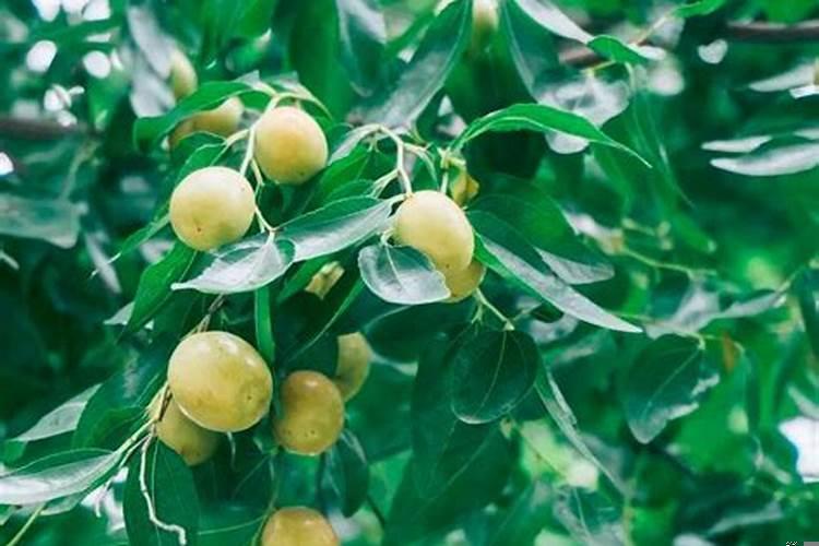 房前有枣树好不好