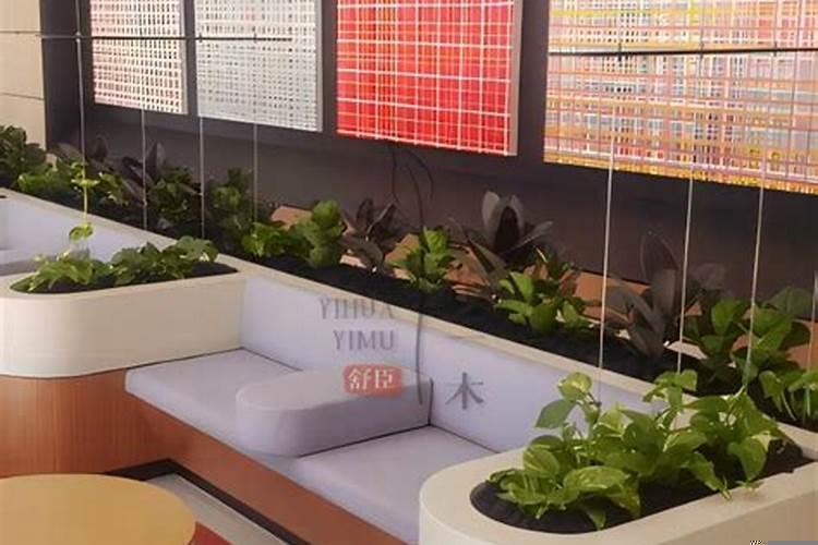 餐厅适合放什么绿植