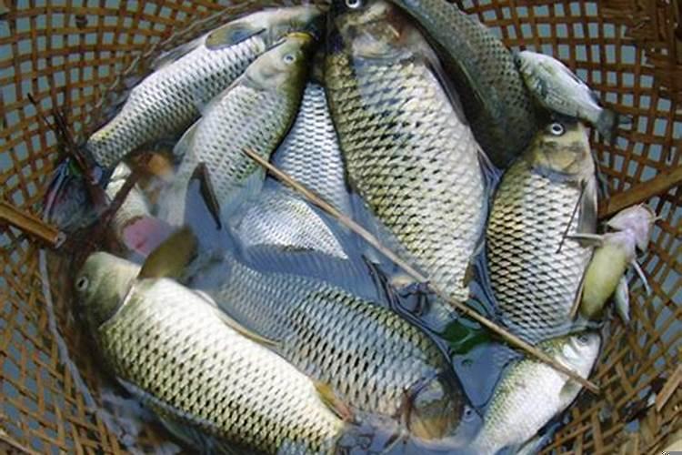 孕妇梦见捞了好多鱼