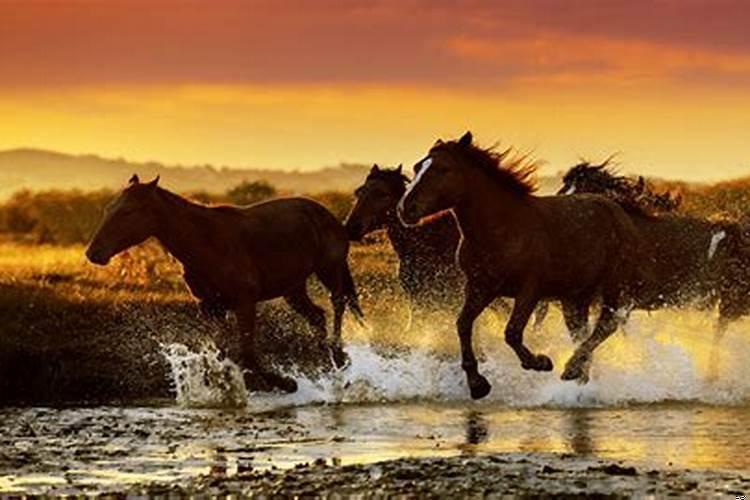 做梦梦见骑马是什么意思