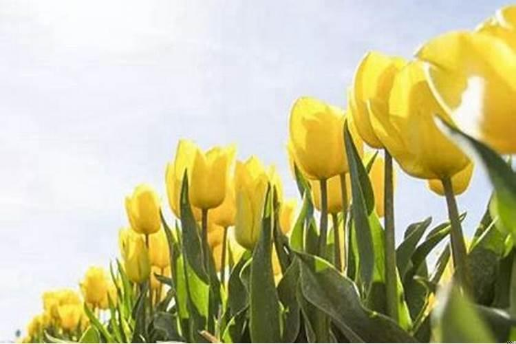 阴历二十出生的女孩命硬吗