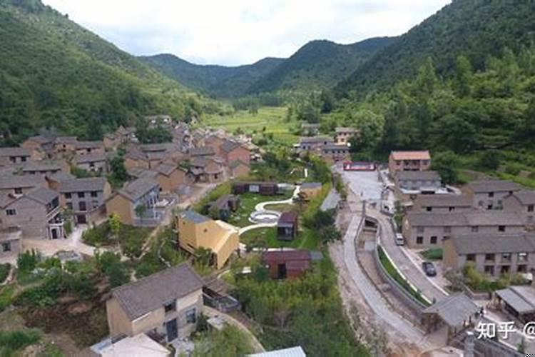 客厅适合放什么大盆植物