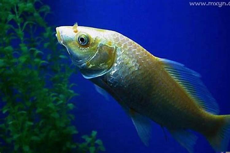 孕妇梦见捞了好多鱼