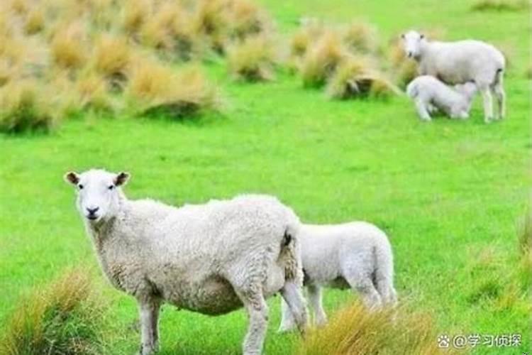 婚配属羊和属鸡的请问相配吗