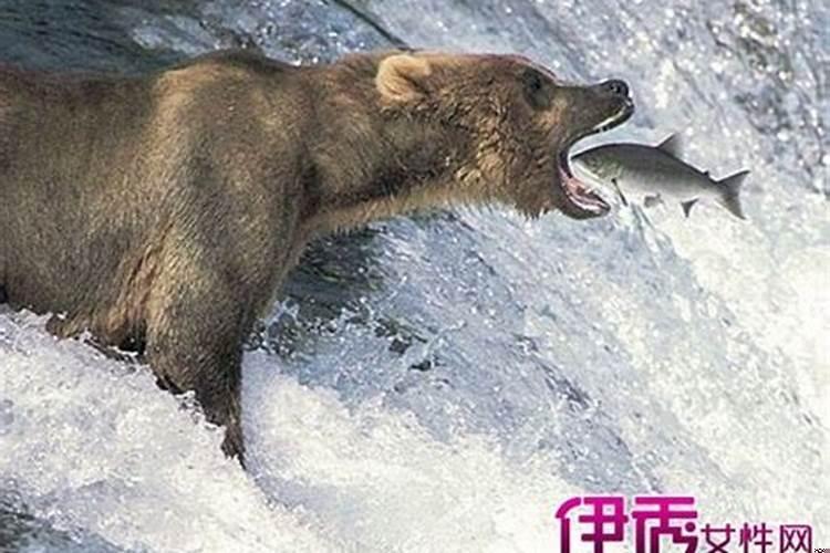 孕妇梦见好多人抓鱼是什么意思