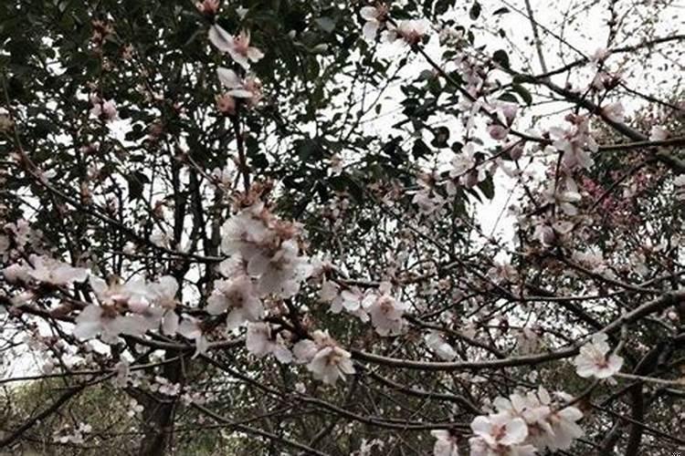 桃花破了是什么意思