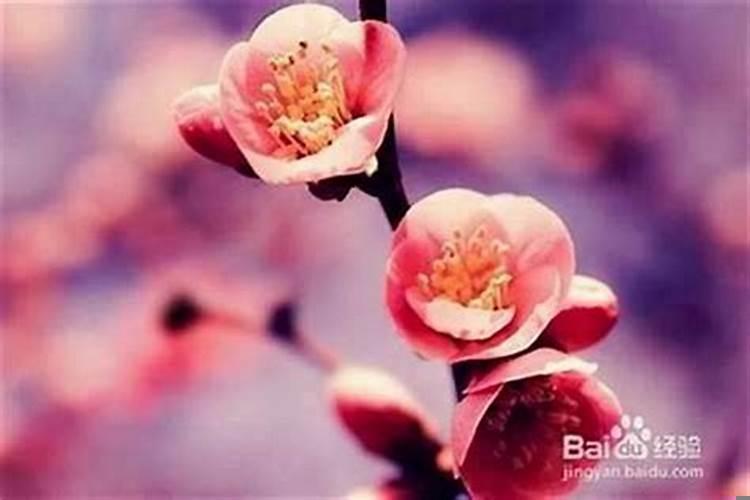 什么算是桃花运