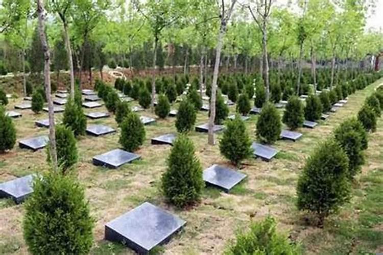 坟地里栽几棵柏树好