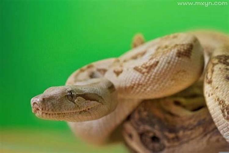 女生梦见白色的大蟒蛇