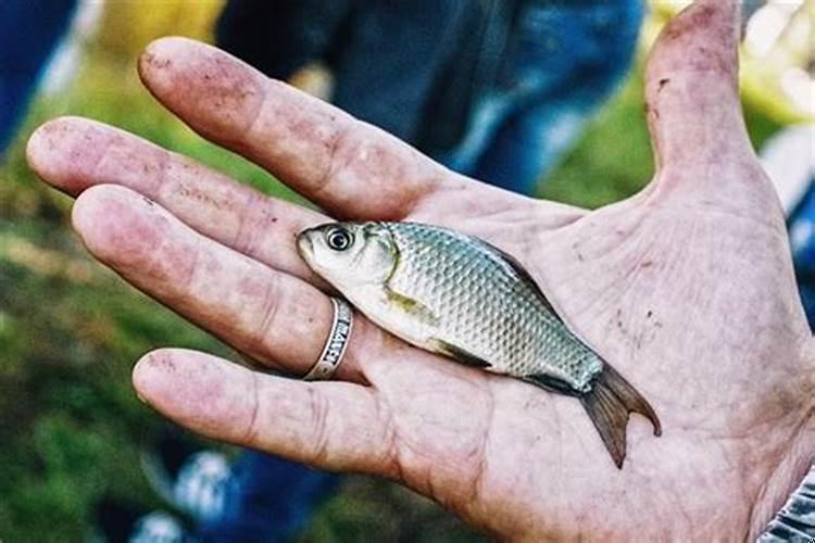 孕妇梦见好多人抓鱼是什么意思