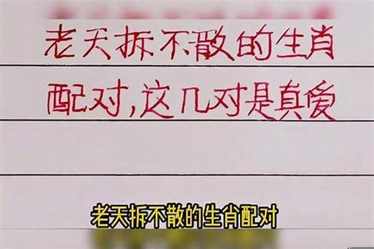 夫妻双双把家还什么生肖