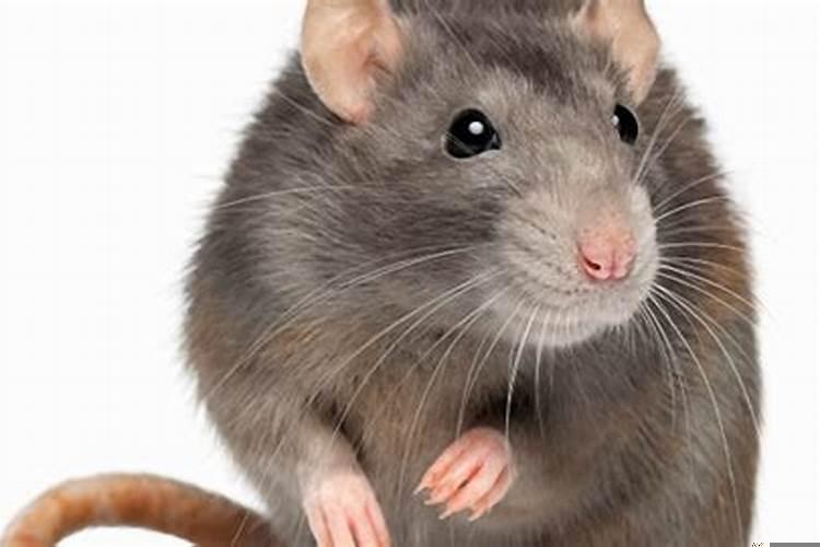 属狗和属鼠做生意合吗