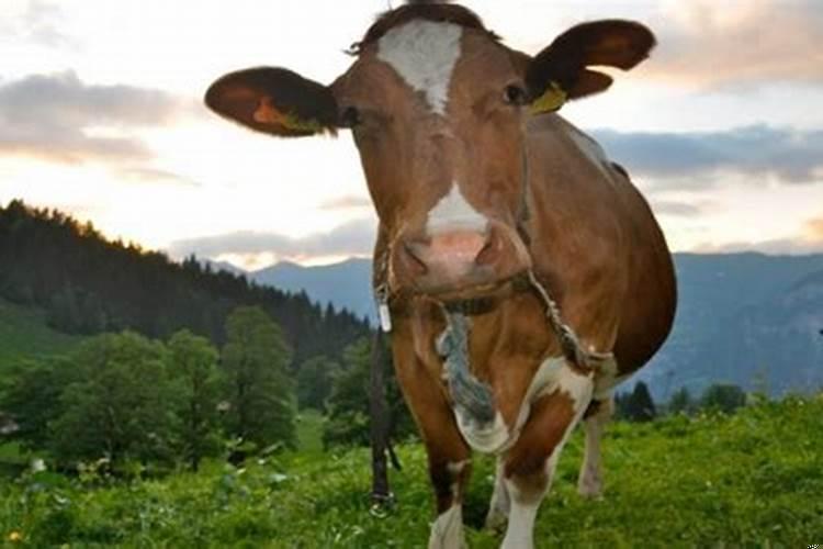 属牛人忌什么颜色