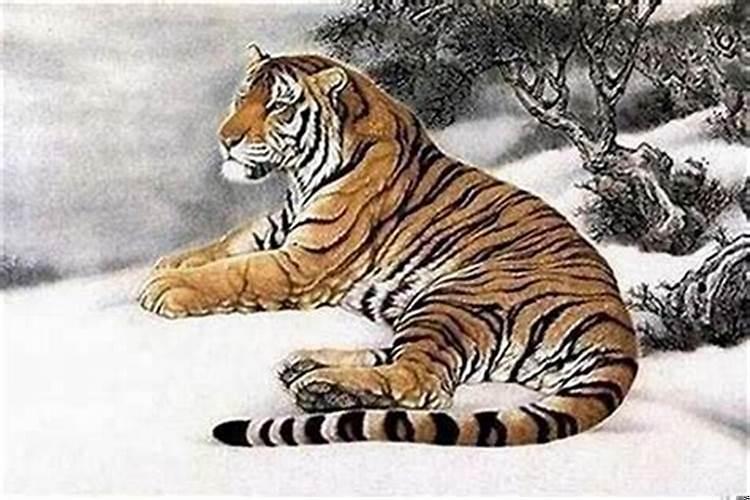 86年属虎哪年走大运